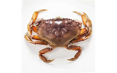 Dungeness Crab